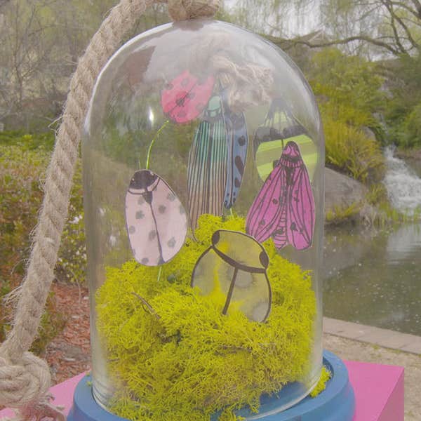 Bug Terrarium