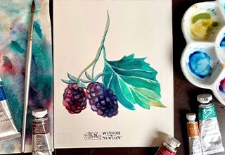 Winsor & Newton Botanical Watercolour Series: Boysenberry