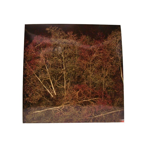 Jordan Natural Dry Tall Trees