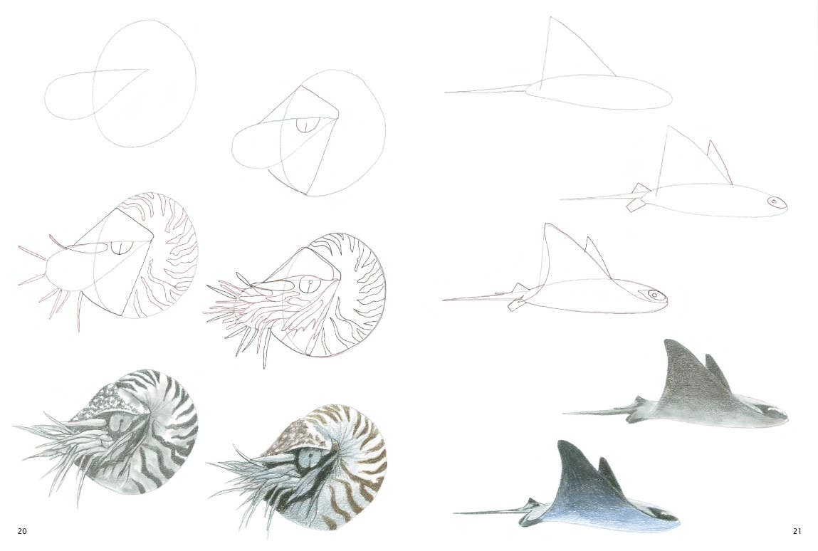 How To Draw Sea Creatures In Simple Steps Book