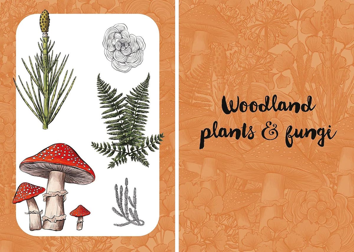 10 Step Drawing Botanicals Book