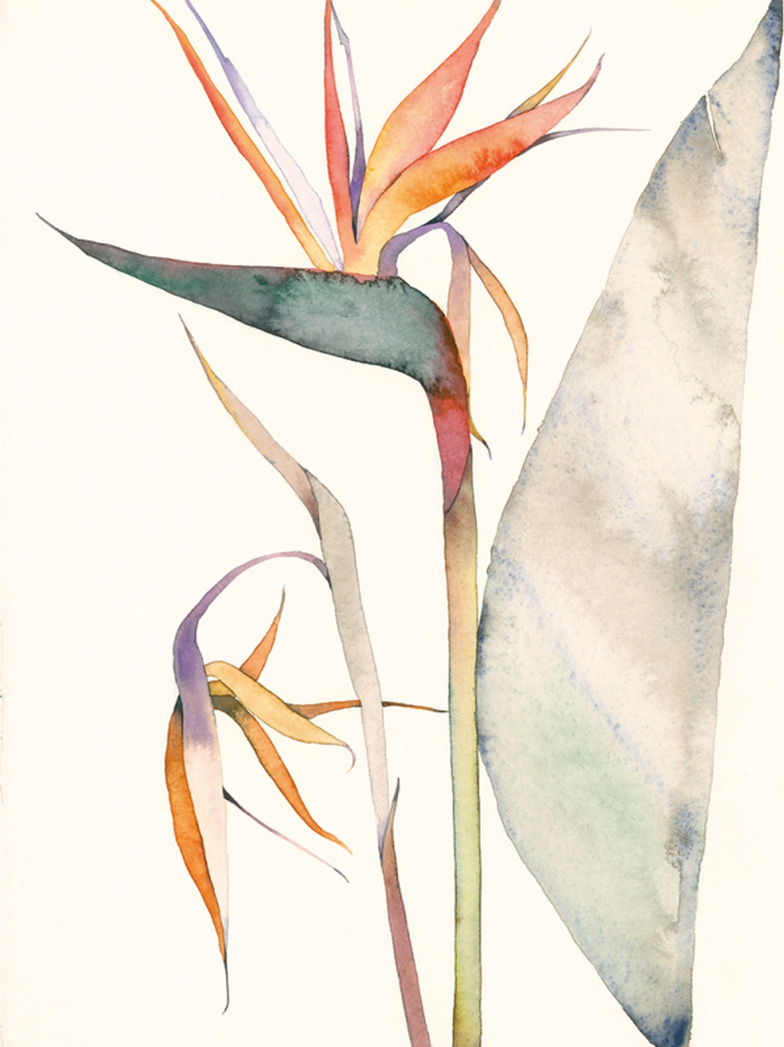 The Colour Mixing Guide Watercolour Botanicals Book