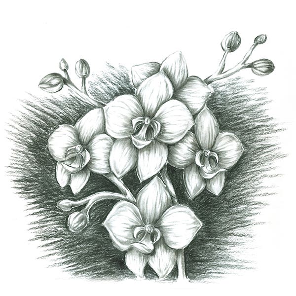 STAEDTLER Mars Lumograph Charcoal Pencils