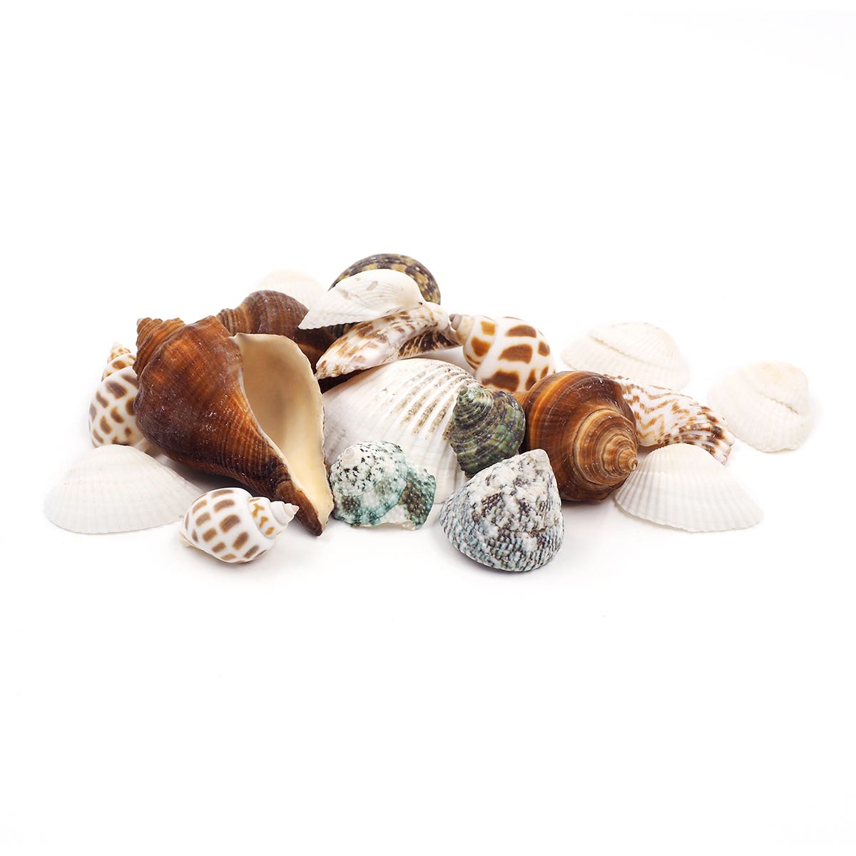 Arbee Seashells Pack Assorted 45g