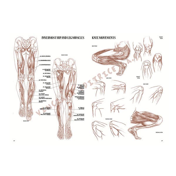 Leonardo Collection: 04 Anatomy for Artist Book
