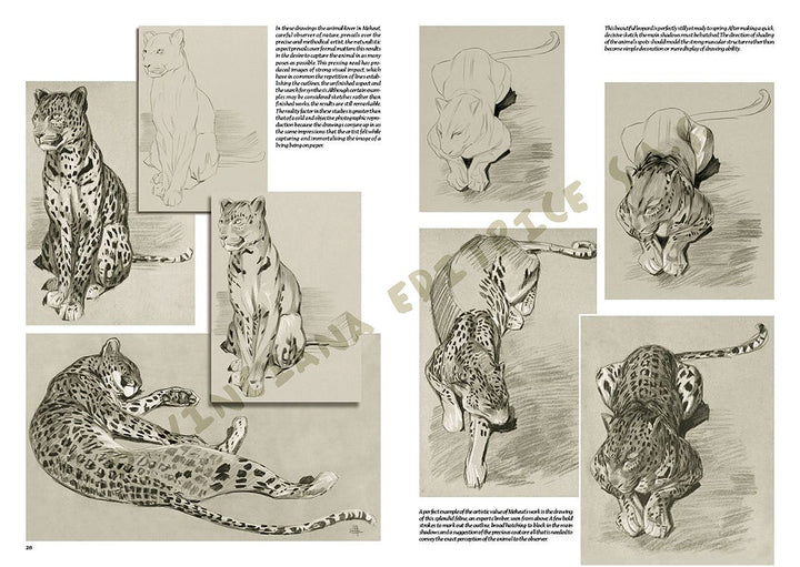Leonardo Collection: 36 The Animals of M Meheut Book