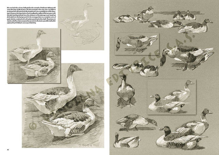 Leonardo Collection: 36 The Animals of M Meheut Book