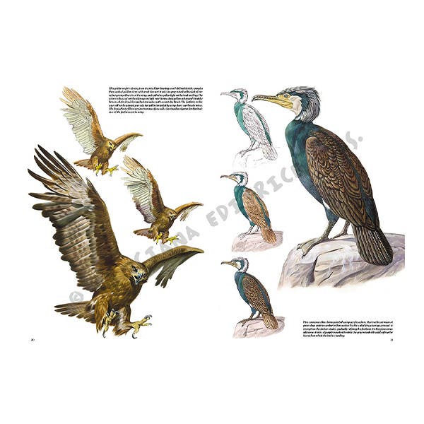 Leonardo Collection: 28 Bird Book