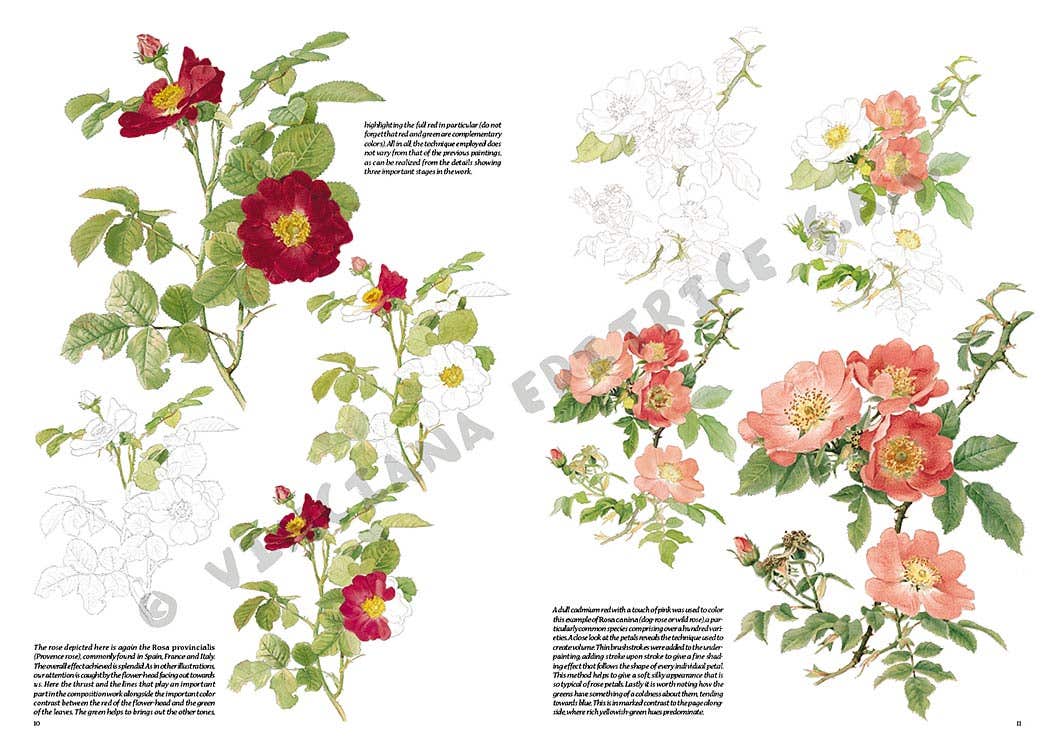 Leonardo Collection: 42 Roses Book