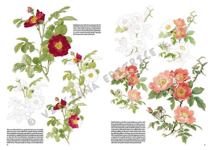 Leonardo Collection: 42 Roses Book