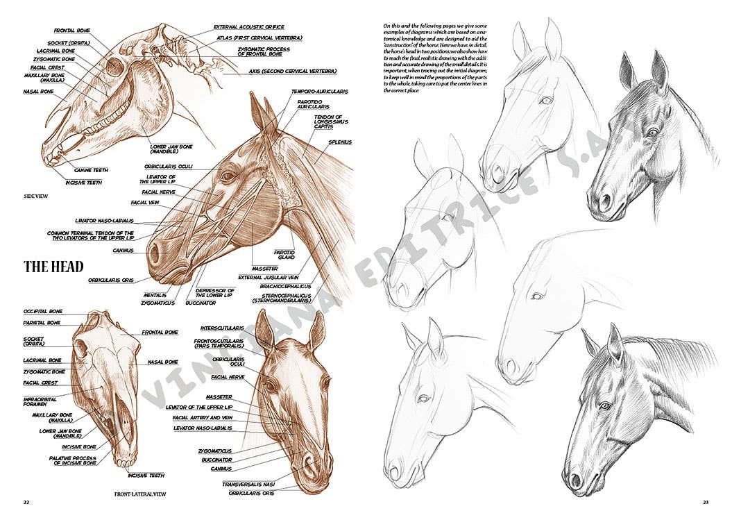 Leonardo Collection: 06 Horse Book