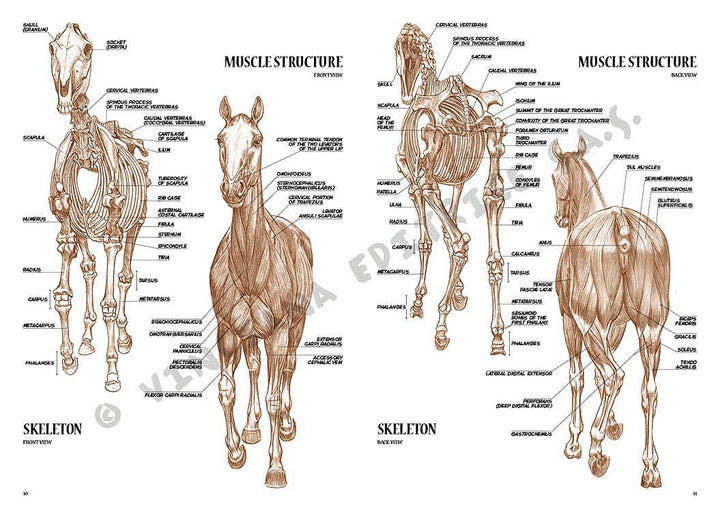 Leonardo Collection: 06 Horse Book