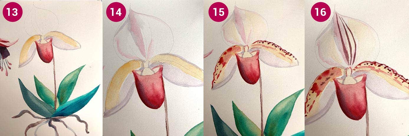 W&N Orchid Step 13-16