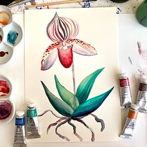 W&N Orchid
