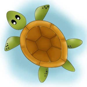 How to draw a turtle How to draw a turtle