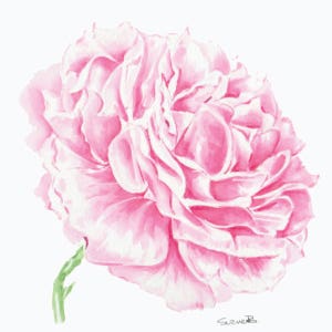 Pink Rose Watercolour Workshop