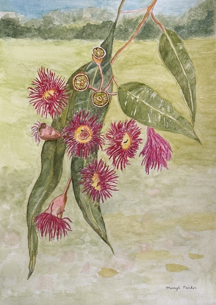 Gum Tree Flowers Watercolour Workshop