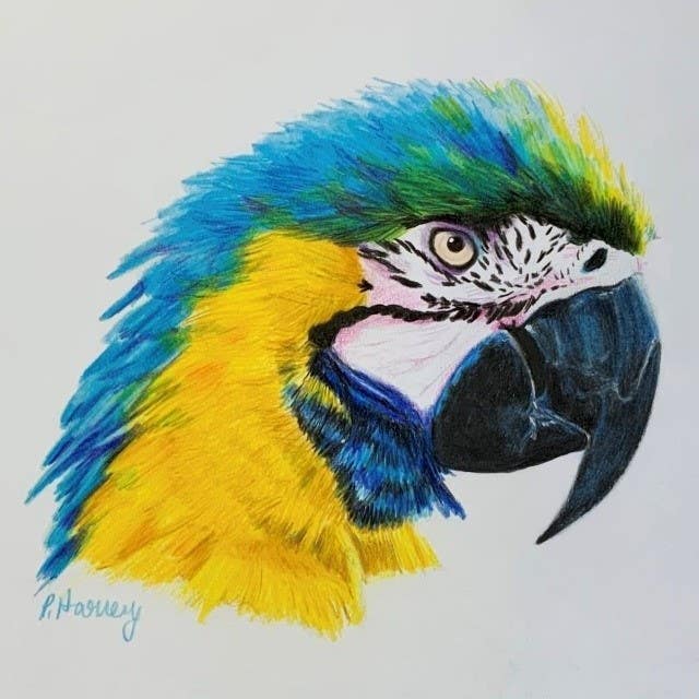 Macaw in Coloured Pencil Drawing Workshop