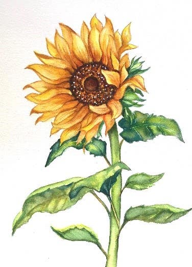 Watercolour Workshop - Sunflower