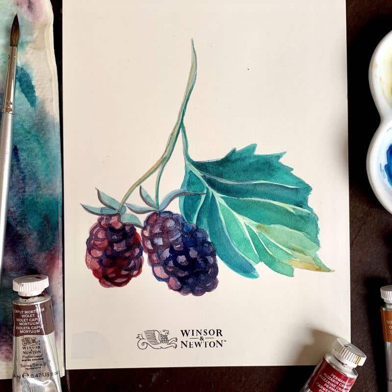 Winsor & Newton Botanical Workshop – Boysenberry